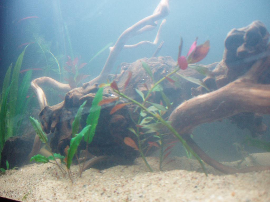 Cichlid-Room 2017 - Page 5 27-07-2014-1--46e0a38