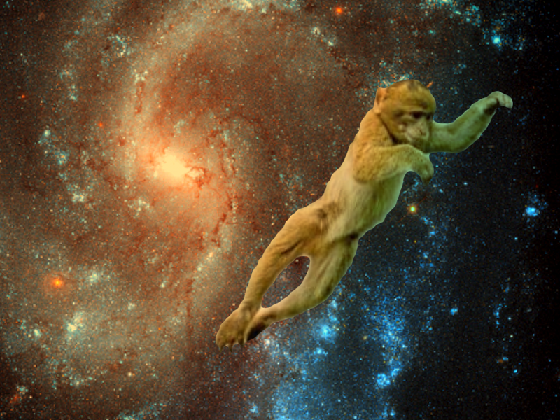 space-monkey-4be5d02.png