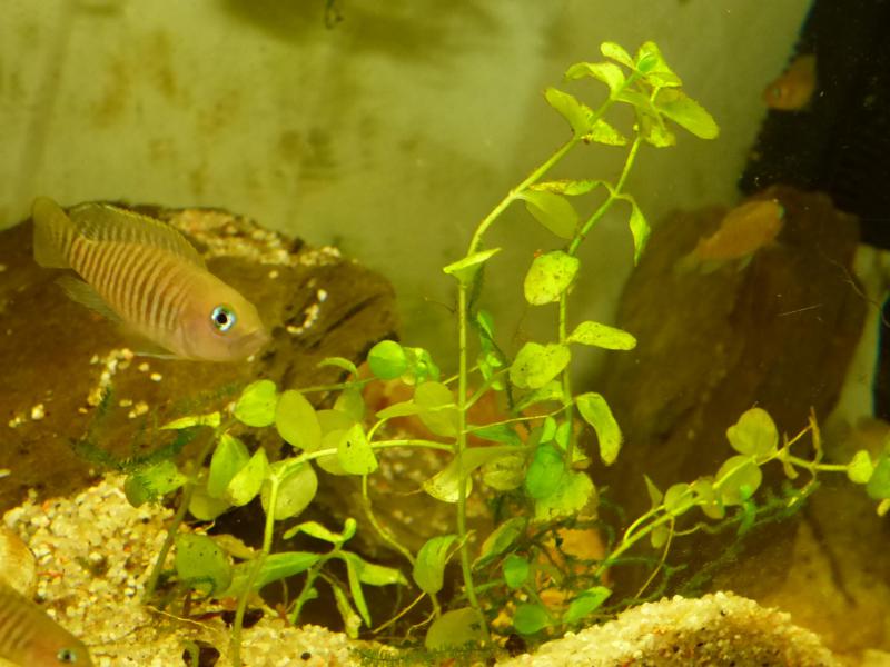 Cichlid-Room 2017 - Page 13 P1010266-4b476da