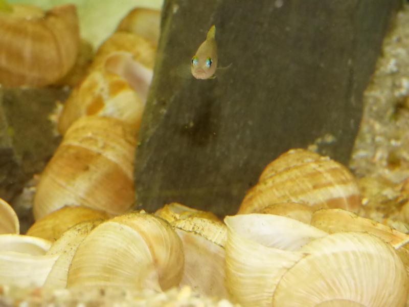 Cichlid-Room 2017 - Page 13 P1010272-4b476b8
