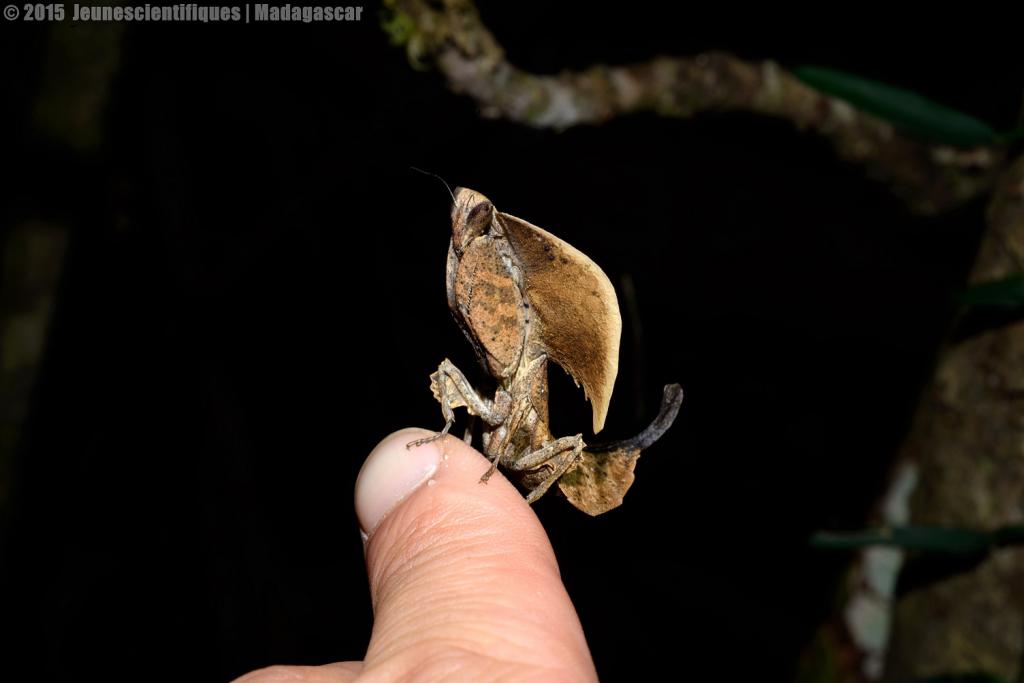 Madagascar 2015 Dsc_8750_gf-4ce5695