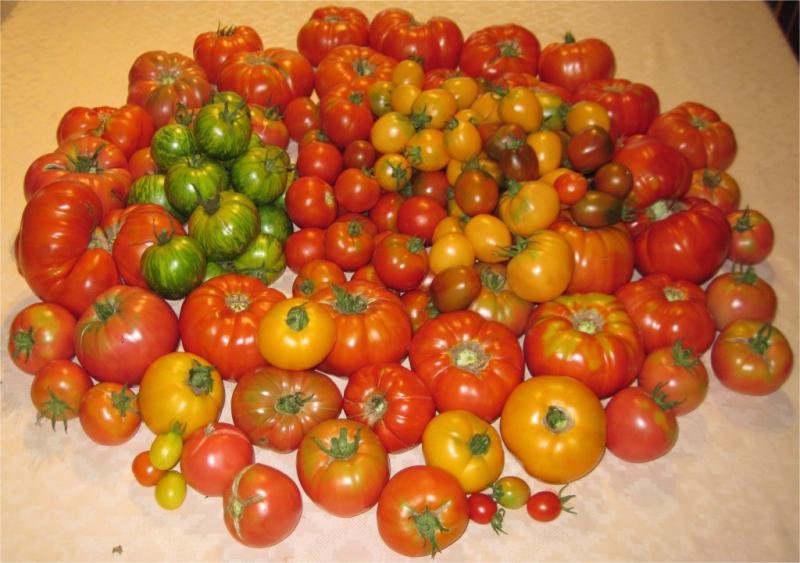 http://img110.xooimage.com/files/4/5/0/tomates-1-4b0c462.jpg