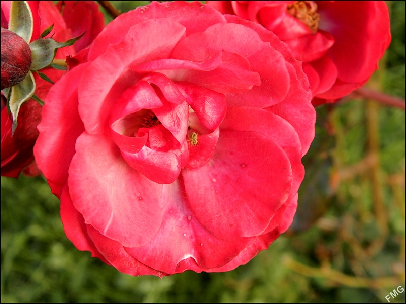 http://img110.xooimage.com/files/4/8/0/p1080588_f_v-4e05ad3.jpg