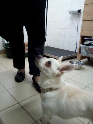 JADE chihuahua Img_20171206_143858_1-5391bb8