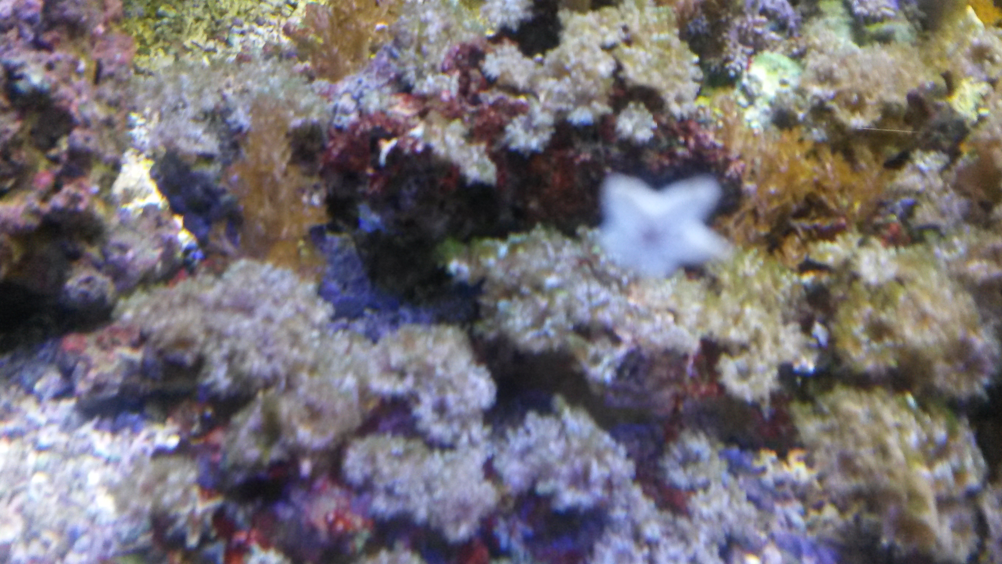 c'est une anémone!!! 20150608_175806-4b9804c