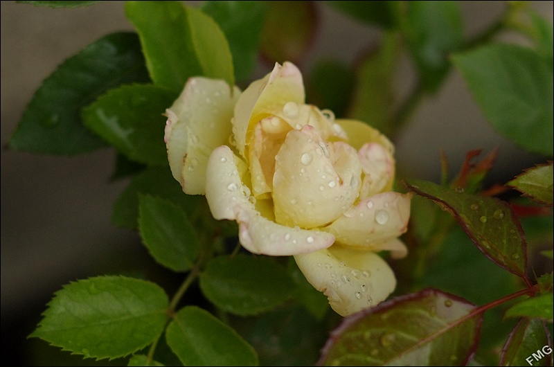 http://img110.xooimage.com/files/4/c/9/k5__1333_v-4c276e1.jpg