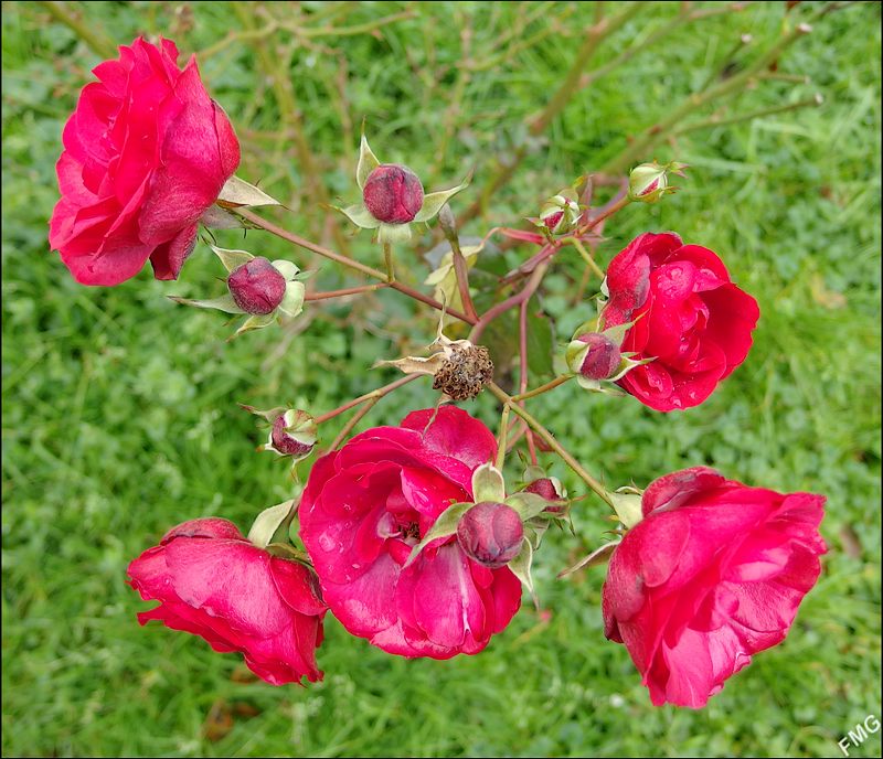 http://img110.xooimage.com/files/4/d/7/mxfg4250_c_v-4dfed98.jpg