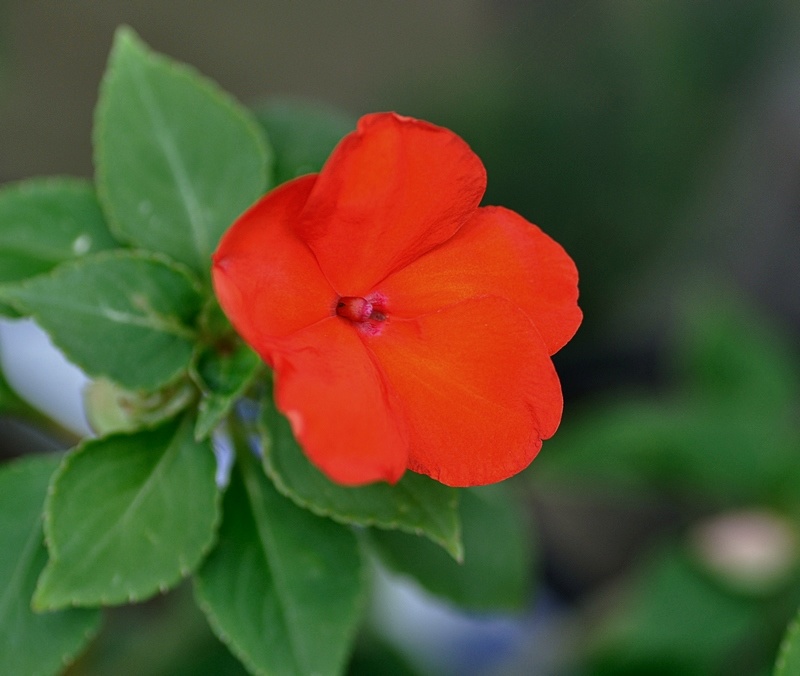 http://img110.xooimage.com/files/5/0/a/423381_c-4bb132e.jpg