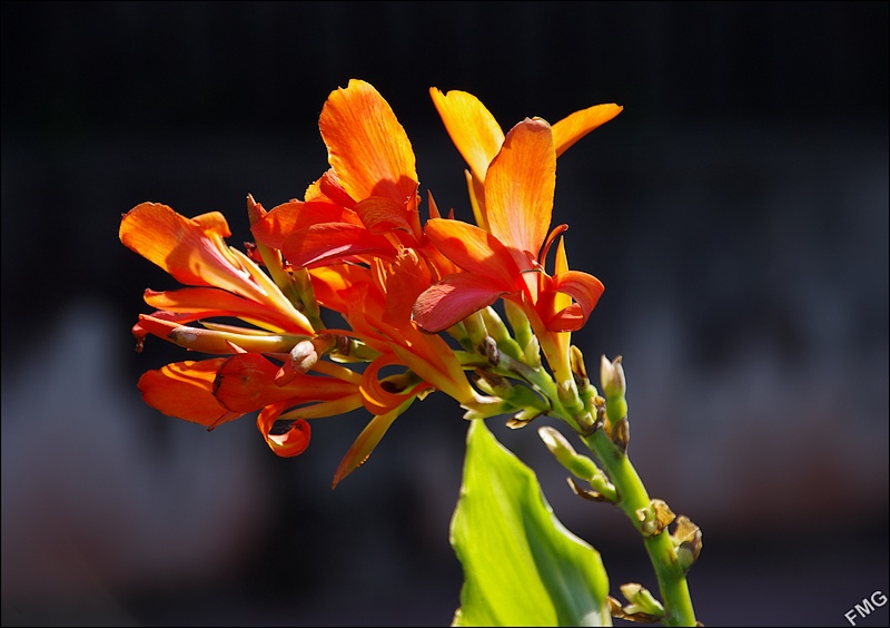 http://img110.xooimage.com/files/5/1/6/k5__1007_c_v-4badf24.jpg