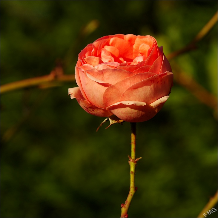 http://img110.xooimage.com/files/5/2/c/k5__3190_ck_v-4d5fa29.jpg
