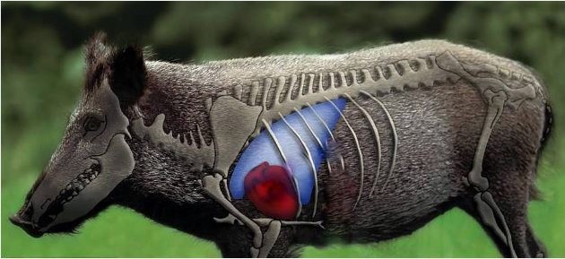 Morphologie du gibier Anatomie-du-sanglier-2-520eb0d
