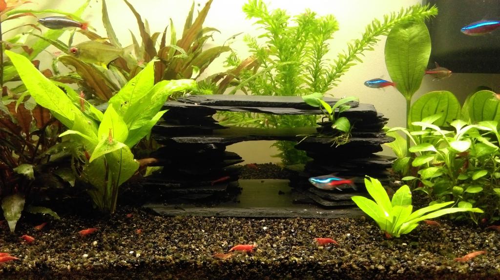 Mon nouveau aquarium Imag0035-min-4da33b5