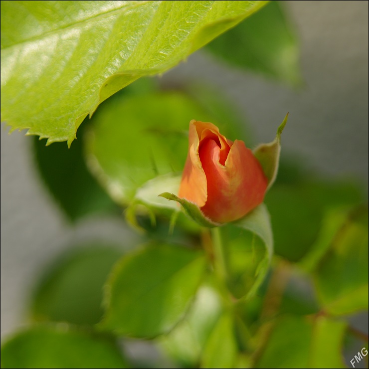 http://img110.xooimage.com/files/5/b/2/k5__1247_c_v-4c24df4.jpg