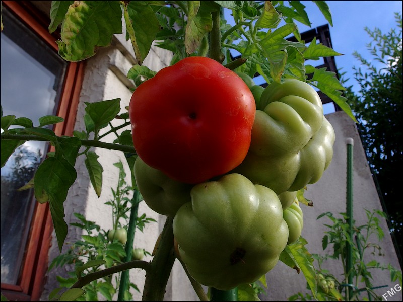 http://img110.xooimage.com/files/5/f/5/mxfg2785_c_v-4c1ed17.jpg