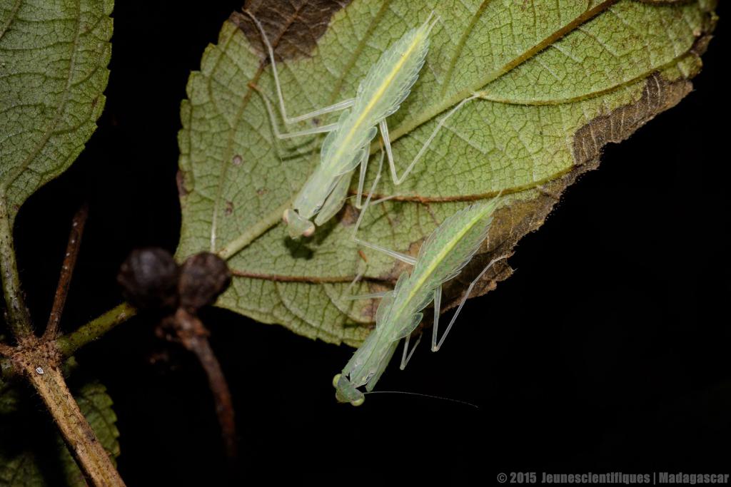 Madagascar 2015 2.5-cm_gf-4ce544d