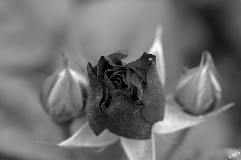 http://img110.xooimage.com/files/6/6/5/k5__0255_nb_v-4ba4d77.jpg