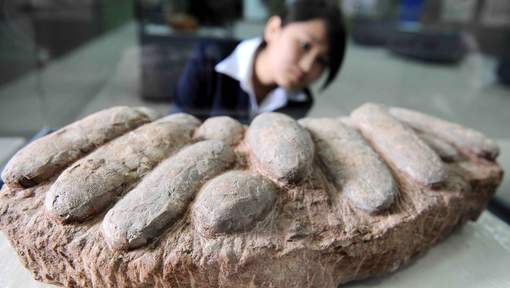 Des dizaines d'oeufs de dinosaures trouvés en Chine Media_xll_7653975-4aed674