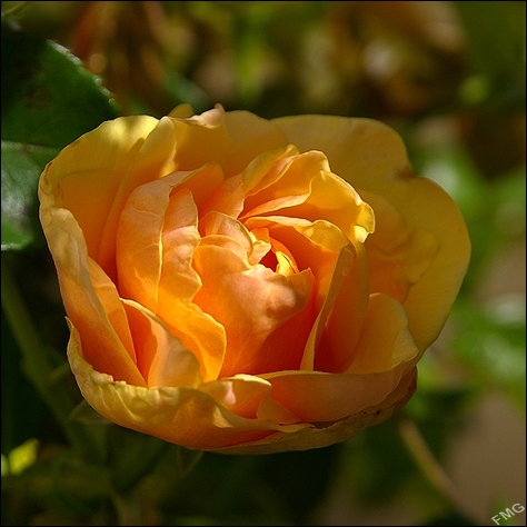 http://img110.xooimage.com/files/6/9/1/imgp9477_ck_v-4d7e299.jpg