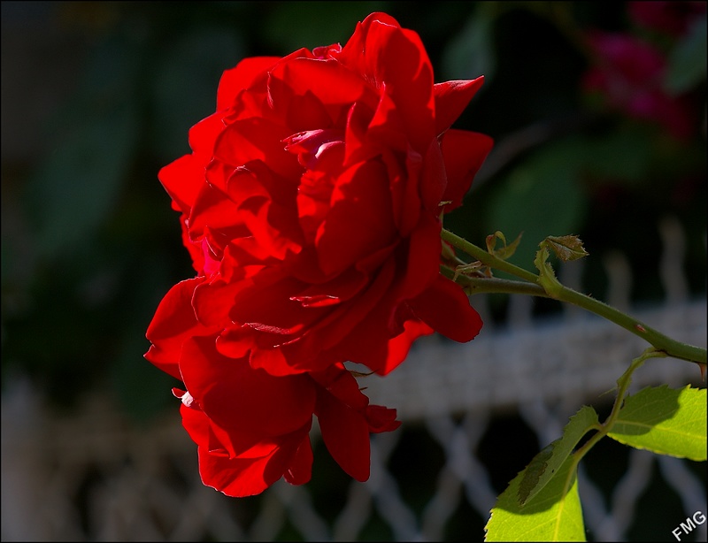 http://img110.xooimage.com/files/6/c/d/imgp4921_c_v-4bbcea4.jpg