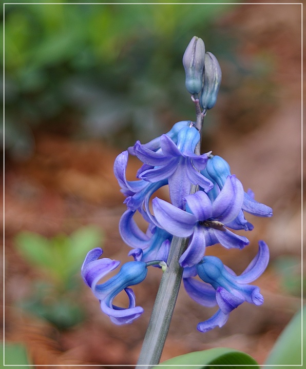 http://img110.xooimage.com/files/6/d/5/imgp1698_gc_v-4e932a0.jpg