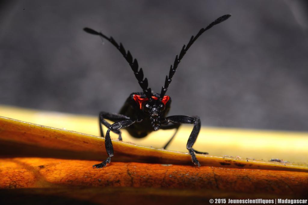 Madagascar 2015 Dsc_1608_gf-4ce5515