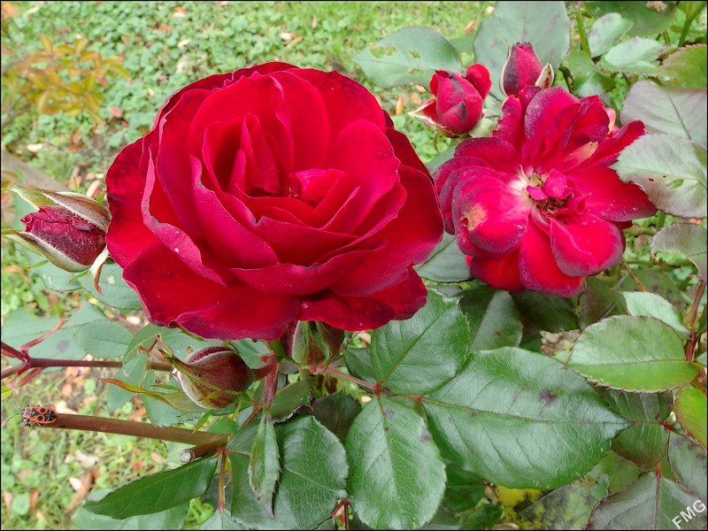 http://img110.xooimage.com/files/6/f/f/mxfg3650_v-4d26d30.jpg