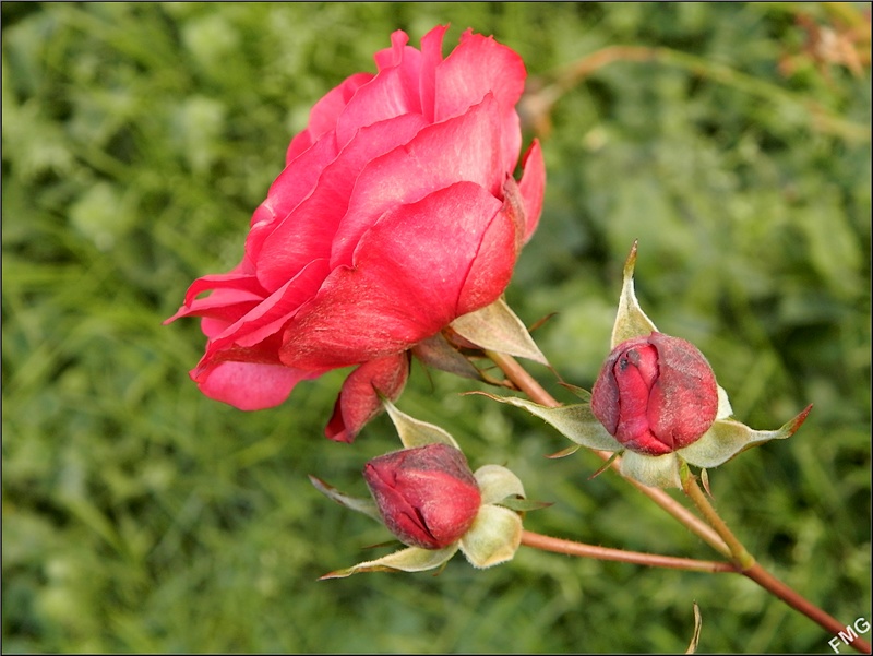 http://img110.xooimage.com/files/7/1/4/p1080591_v-4e04432.jpg