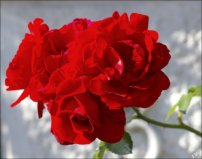 http://img110.xooimage.com/files/7/1/b/imgp4923_c_v-4bb6fbd.jpg