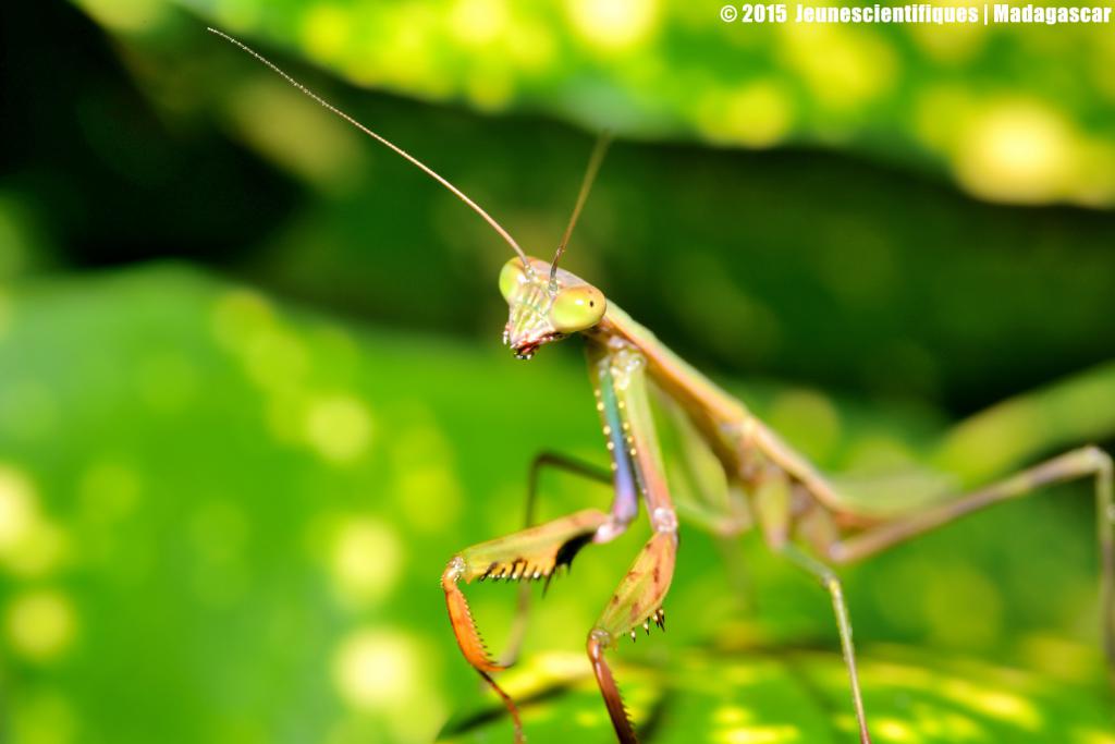 Madagascar 2015 Dsc_1536_gf-4ce5473
