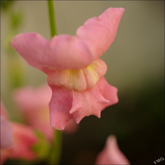 http://img110.xooimage.com/files/7/7/b/k5__3195_dk_v-4d64c4d.jpg