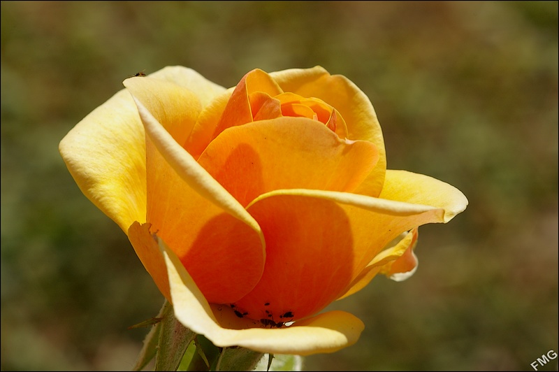 http://img110.xooimage.com/files/7/a/1/imgp4874_v-4bac802.jpg
