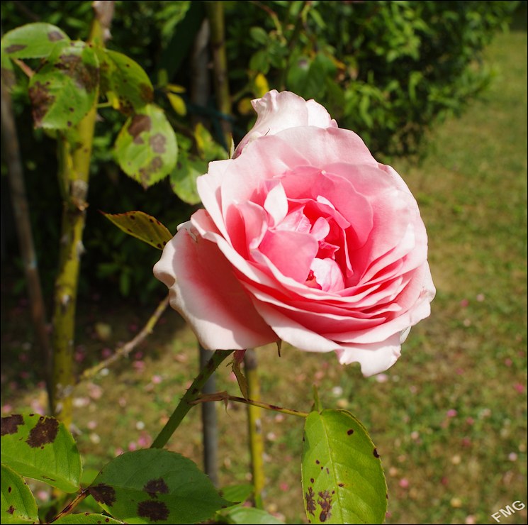 http://img110.xooimage.com/files/7/f/f/k5__0950_c_v-4c24def.jpg