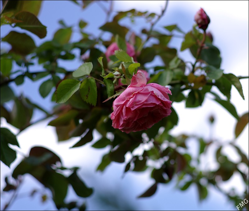 http://img110.xooimage.com/files/8/4/8/k5__0279_c_v-4ba71fd.jpg