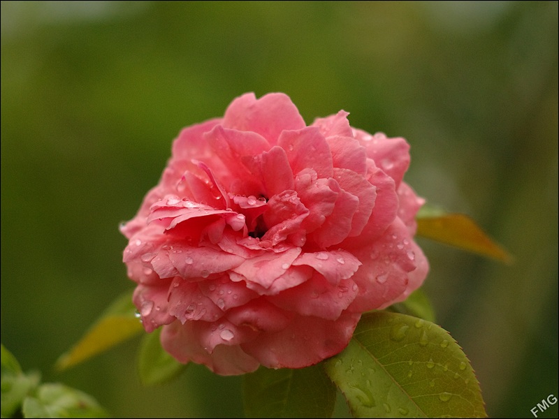 http://img110.xooimage.com/files/8/4/f/k5__1343_c_v-4c276f7.jpg