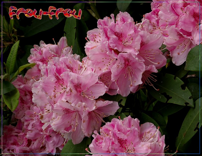 http://img110.xooimage.com/files/8/6/2/imgp6468_frfr_v-4dfc39c.jpg