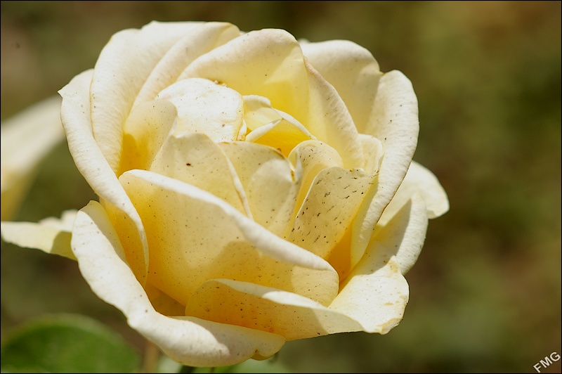 http://img110.xooimage.com/files/8/6/a/imgp4879_v-4bac805.jpg