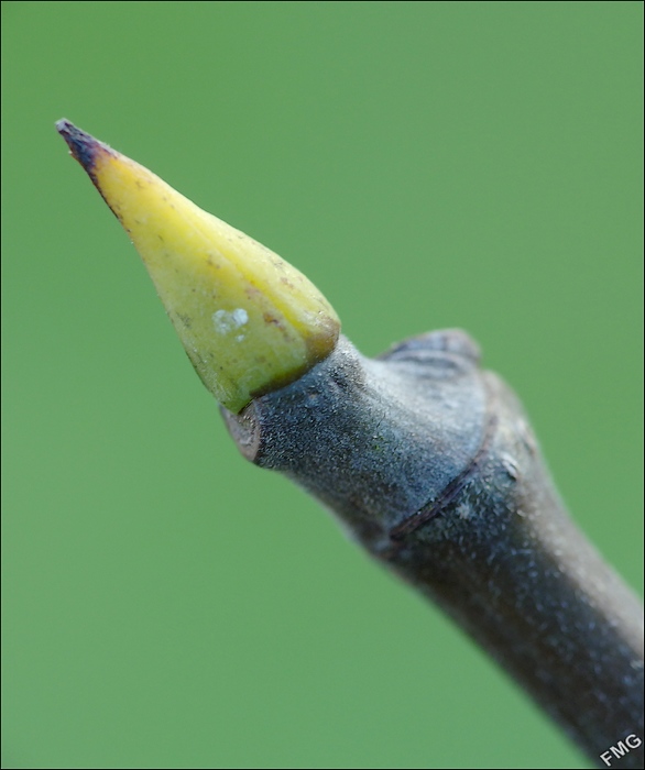 http://img110.xooimage.com/files/8/8/7/mxfg4601_cp_v-4e7ecee.jpg