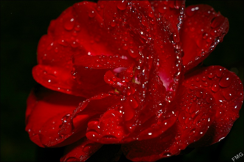 http://img110.xooimage.com/files/8/b/4/imgp5198_v-4d2cfef.jpg