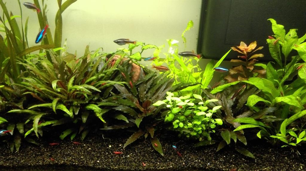 Mon nouveau aquarium Imag0021_1600x896-4d97bd8