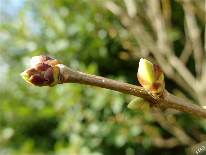 http://img110.xooimage.com/files/9/0/5/mxfg4597_v-4e7d011.jpg