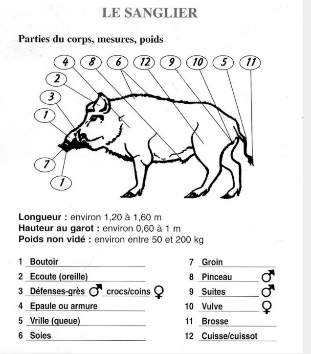 Morphologie du gibier Anatomie-sanglier-520eb05