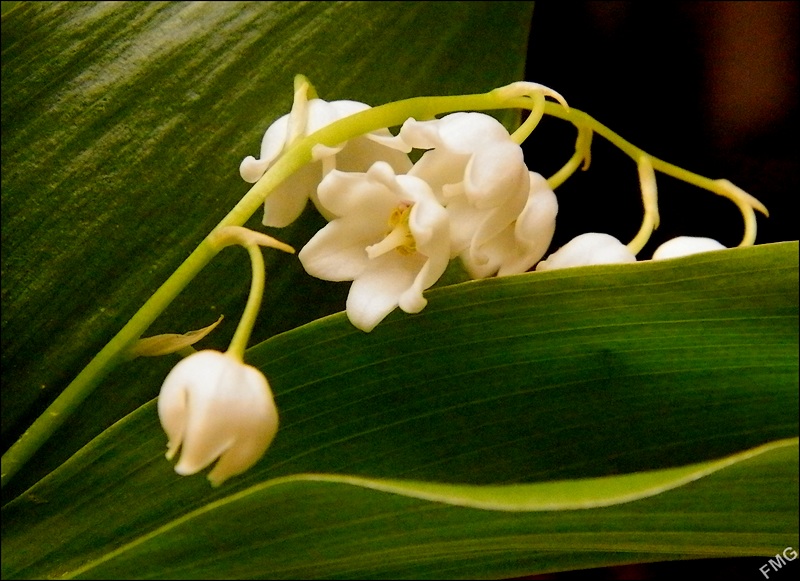 http://img110.xooimage.com/files/9/0/c/p5010043_d_v-4dc651a.jpg