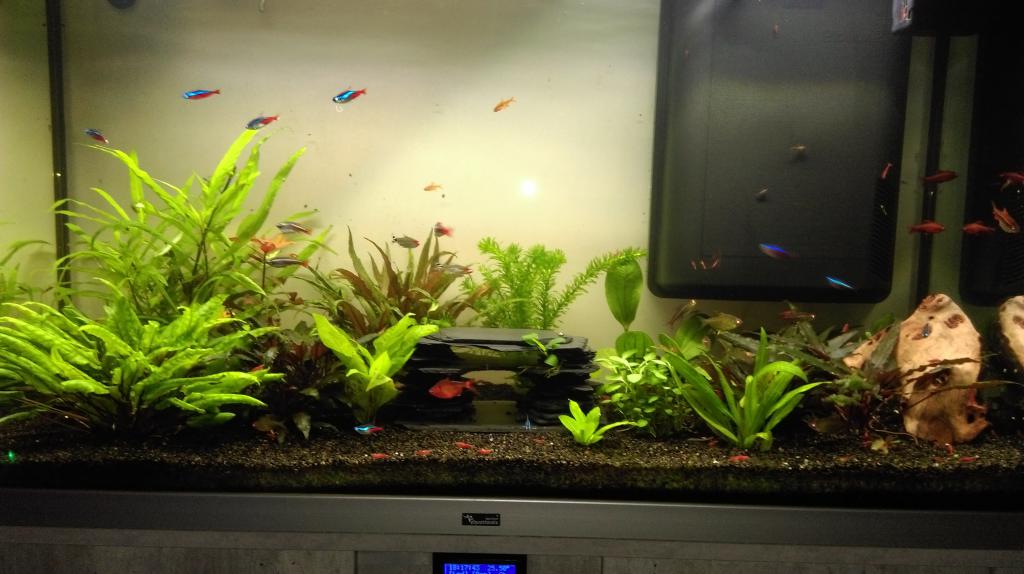Mon nouveau aquarium Imag0043-min-4da343e