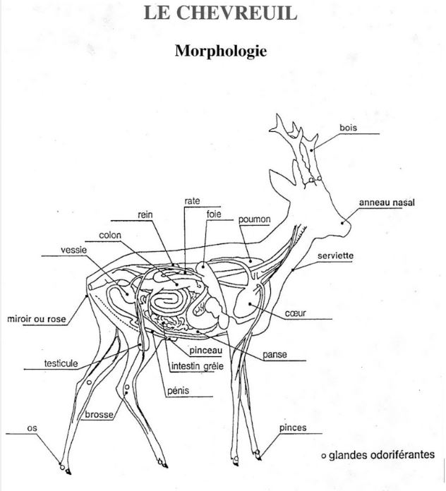 Morphologie du gibier Anatomie-chevreuil-520eaf8
