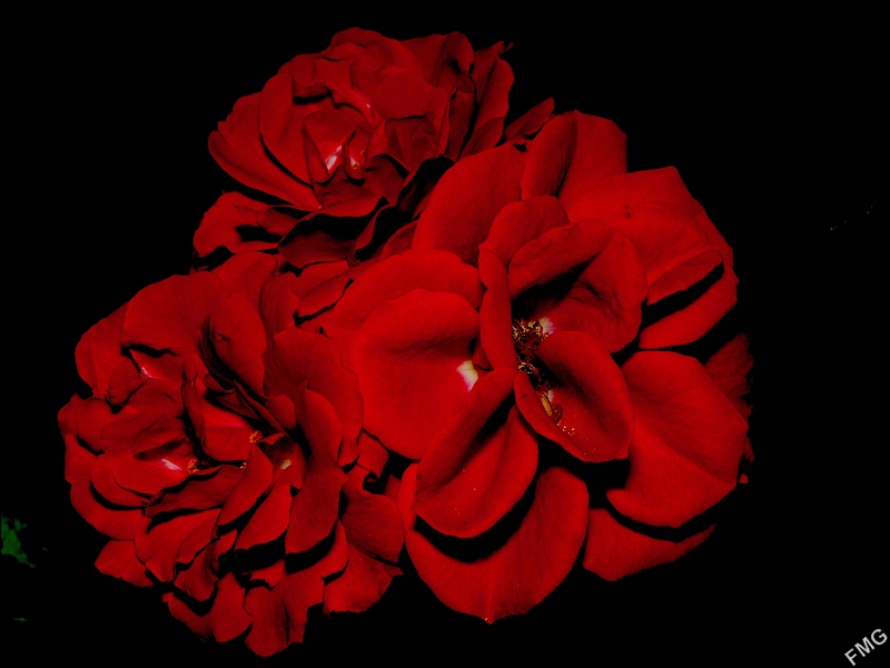 http://img110.xooimage.com/files/9/7/0/k5__7412_c_v-4d6b7f0.jpg