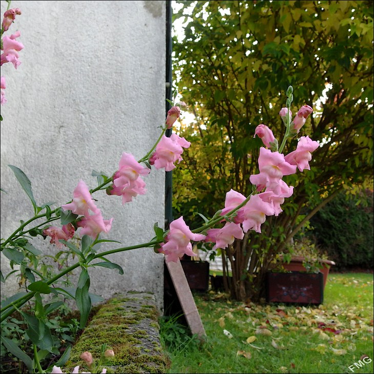 http://img110.xooimage.com/files/9/8/2/mxfg3850_k_v-4d415b9.jpg