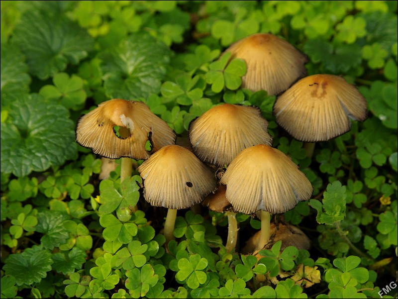 http://img110.xooimage.com/files/9/8/c/k5__3161_c_v-4d55594.jpg
