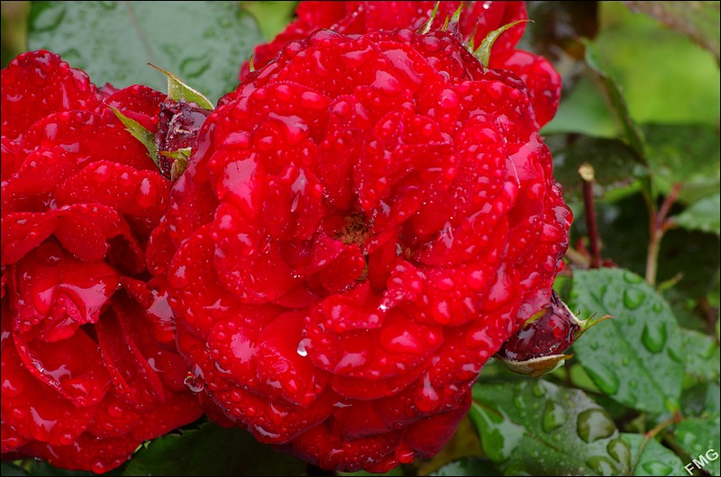 http://img110.xooimage.com/files/9/9/3/k5__2932_v-4d1ac23.jpg