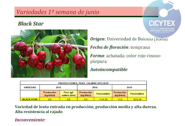 Estudio Cicytex Cerezo Black Star Estudio Cicytex Cerezo Black Star