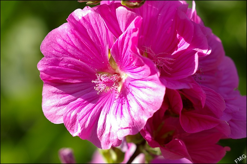 http://img110.xooimage.com/files/9/b/f/imgp4947_v-4bb9050.jpg